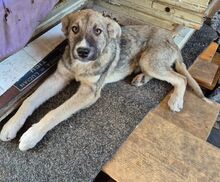 BANDERAS, Hund, Mischlingshund in Rumänien - Bild 4