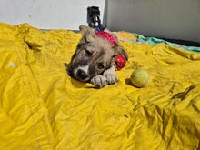 BANDERAS, Hund, Mischlingshund in Rumänien - Bild 5