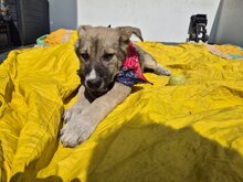 BANDERAS, Hund, Mischlingshund in Rumänien - Bild 6