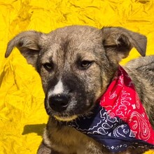 BANDERAS, Hund, Mischlingshund in Rumänien - Bild 7