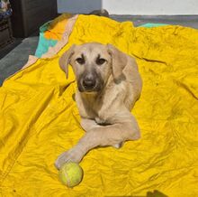 OTY, Hund, Mischlingshund in Rumänien - Bild 2