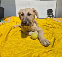OTY, Hund, Mischlingshund in Rumänien - Bild 4