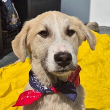 SHREK, Hund, Mischlingshund in Rumänien - Bild 1