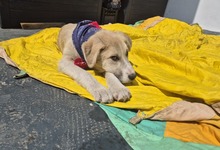 SHREK, Hund, Mischlingshund in Rumänien - Bild 2