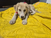 SHREK, Hund, Mischlingshund in Rumänien - Bild 3