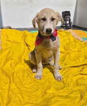 SHREK, Hund, Mischlingshund in Rumänien - Bild 4