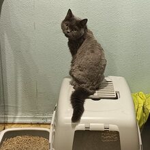 LALANA, Katze, Kartäuser in Russische Föderation - Bild 1