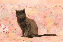 LALANA, Katze, Kartäuser in Russische Föderation - Bild 2