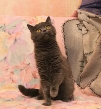 LALANA, Katze, Kartäuser in Russische Föderation - Bild 3