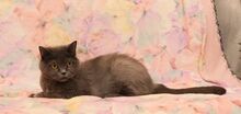 LALANA, Katze, Kartäuser in Russische Föderation - Bild 4