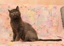 LALANA, Katze, Kartäuser in Russische Föderation - Bild 5