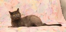 LALANA, Katze, Kartäuser in Russische Föderation - Bild 6
