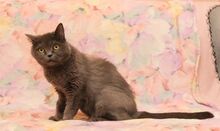 LALANA, Katze, Kartäuser in Russische Föderation - Bild 7