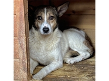 SUSAN, Hund, Mischlingshund in Rumänien - Bild 1