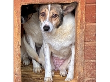 SUSAN, Hund, Mischlingshund in Rumänien - Bild 2