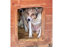 SUSAN, Hund, Mischlingshund in Rumänien - Bild 3