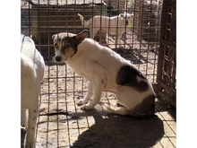 SUSAN, Hund, Mischlingshund in Rumänien - Bild 4