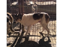 SUSAN, Hund, Mischlingshund in Rumänien - Bild 5