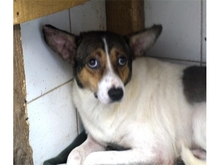 SUSAN, Hund, Mischlingshund in Rumänien - Bild 6
