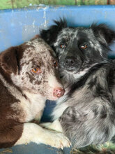 TINA, Hund, Mischlingshund in Rumänien - Bild 1