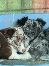 TINA, Hund, Mischlingshund in Rumänien - Bild 2