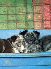 TINA, Hund, Mischlingshund in Rumänien - Bild 3