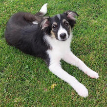 MABLE, Hund, Mischlingshund in Lindlar - Bild 1