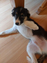 MABLE, Hund, Mischlingshund in Lindlar - Bild 2