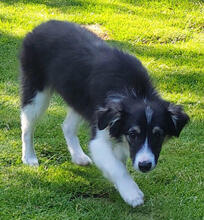 MABLE, Hund, Mischlingshund in Lindlar - Bild 3