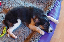MABLE, Hund, Mischlingshund in Lindlar - Bild 4