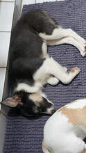 MABLE, Hund, Mischlingshund in Lindlar - Bild 5