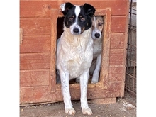 STROLCHI, Hund, Mischlingshund in Rumänien - Bild 1