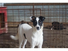 STROLCHI, Hund, Mischlingshund in Rumänien - Bild 2