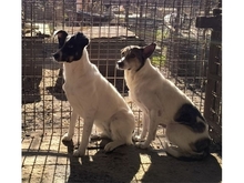 STROLCHI, Hund, Mischlingshund in Rumänien - Bild 5