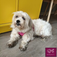 ANNABELLA, Hund, Mischlingshund in Rumänien - Bild 2