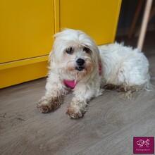 ANNABELLA, Hund, Mischlingshund in Rumänien - Bild 4