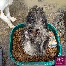 CINDY, Hund, Mischlingshund in Rumänien - Bild 1