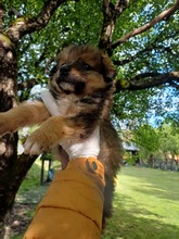 BOLT, Hund, Mischlingshund in Rumänien - Bild 1