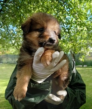 BOLT, Hund, Mischlingshund in Rumänien - Bild 2
