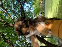 BOLT, Hund, Mischlingshund in Rumänien - Bild 3