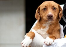 PAULI, Hund, Mischlingshund in Leipzig - Bild 1