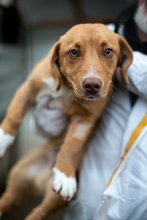 PAULI, Hund, Mischlingshund in Leipzig - Bild 2