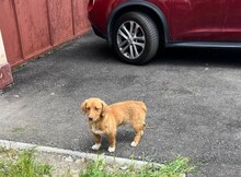 PAULI, Hund, Mischlingshund in Leipzig - Bild 4