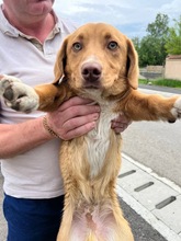 PAULI, Hund, Mischlingshund in Leipzig - Bild 5