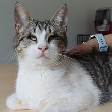 TIAGA, Katze, Europäisch Kurzhaar in Spanien - Bild 1