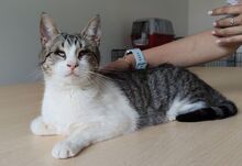 TIAGA, Katze, Europäisch Kurzhaar in Spanien - Bild 2