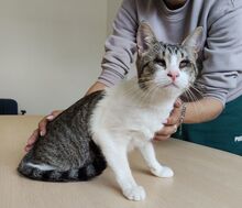 TIAGA, Katze, Europäisch Kurzhaar in Spanien - Bild 3
