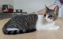 TIAGA, Katze, Europäisch Kurzhaar in Spanien - Bild 4