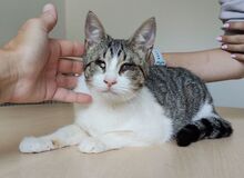 TIAGA, Katze, Europäisch Kurzhaar in Spanien - Bild 6