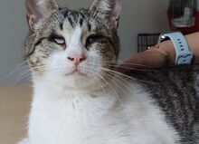 TIAGA, Katze, Europäisch Kurzhaar in Spanien - Bild 7